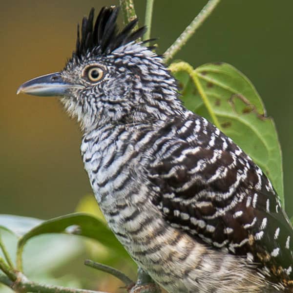 birdwatching-nosara-tours